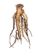 パフィア(般若人参&reg;)